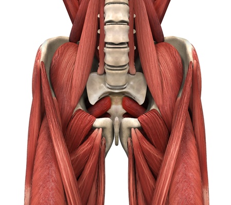 21459653 - psoas muscles