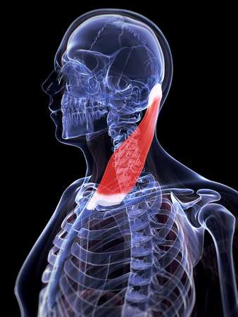22616311 - 3d rendered illustration of the sternocleidomastoid muscle